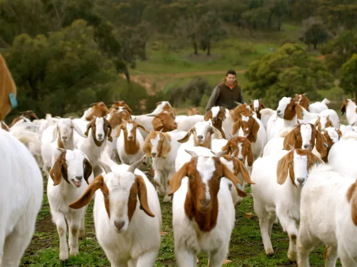 Boer goats