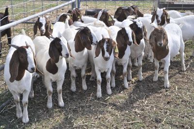 Boer goats