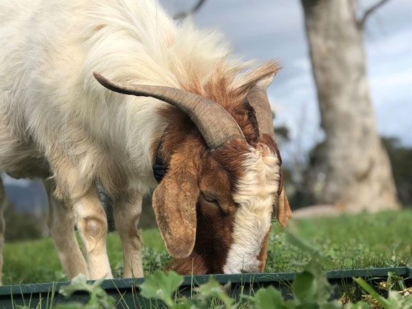 Boer goat