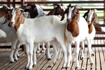 Boer goats