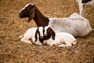 Boer goat