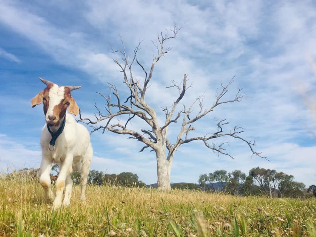 Boer goats