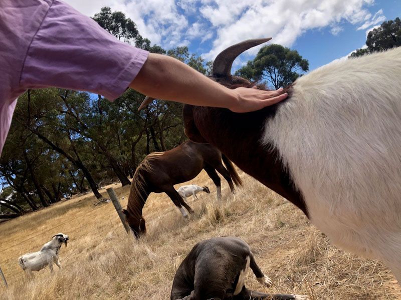 Boer goats