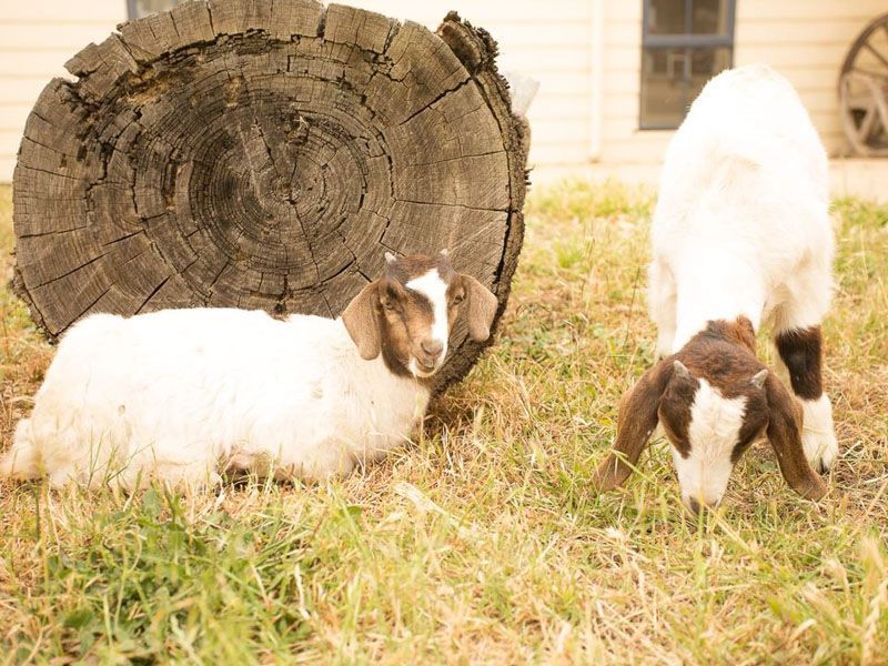 Boer goats