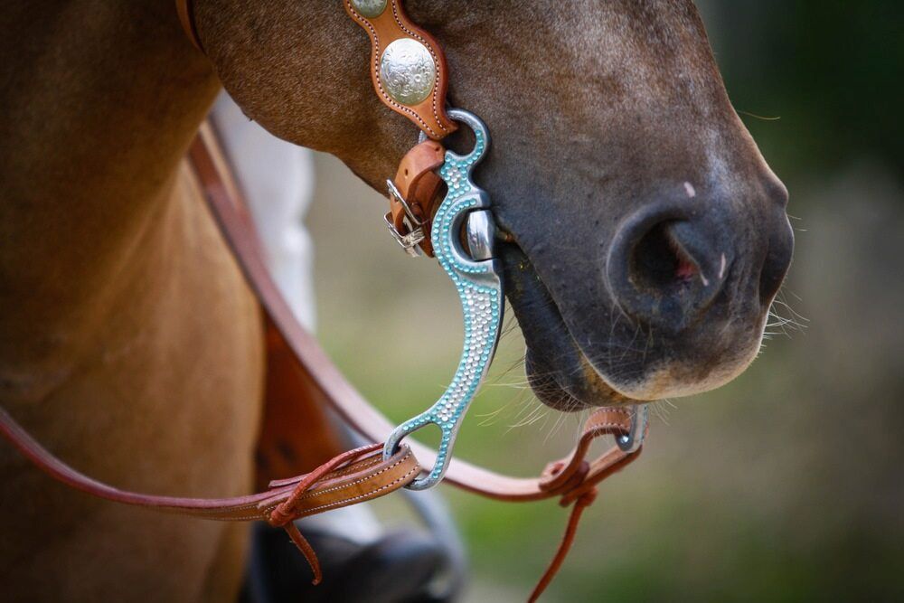 A Close Up of a Horse 's Mouth With a Bridle on — Meraki Equestrian Centre in Mareeba, QLD