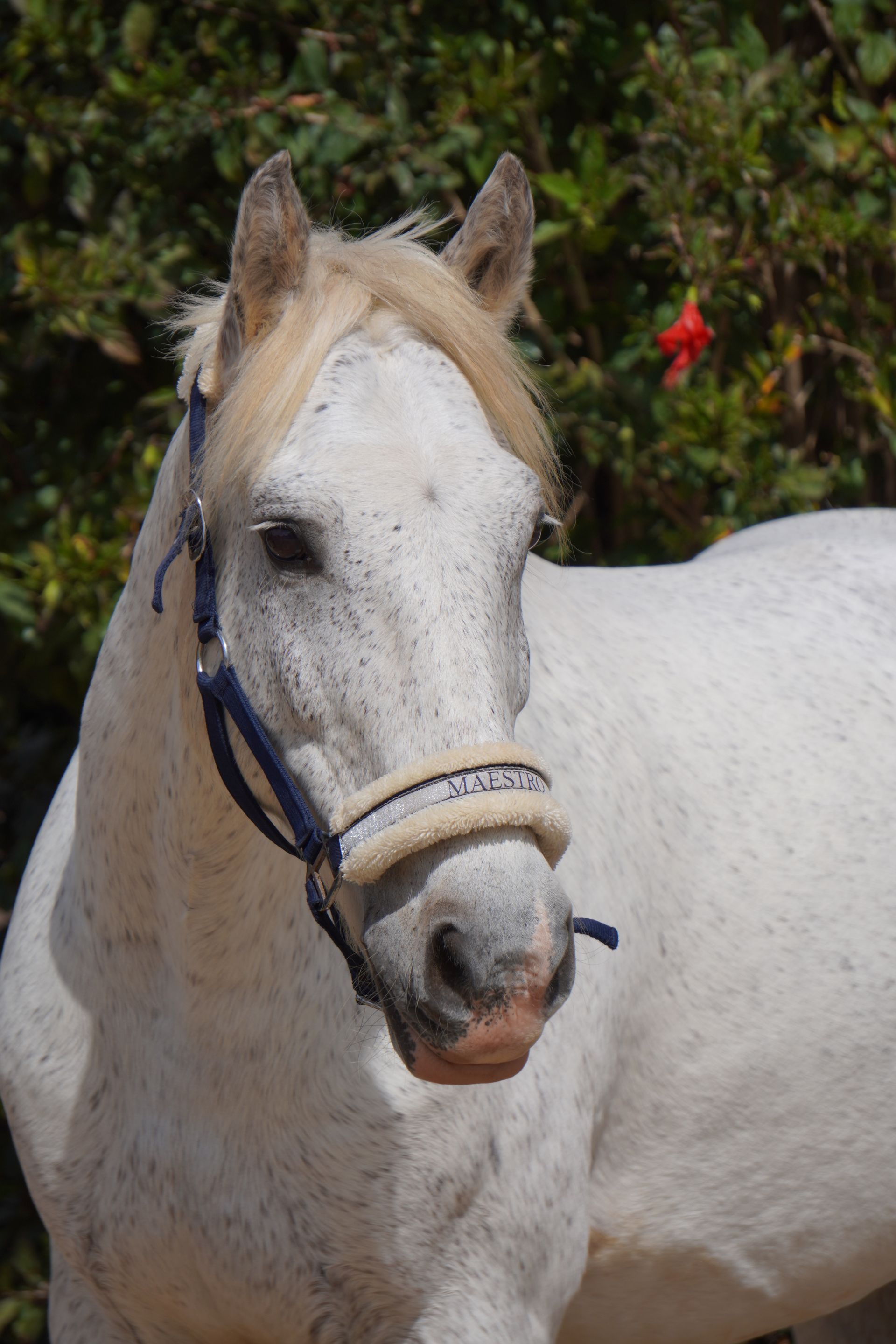 Meraki Equestrian Centre - Meet Dexter