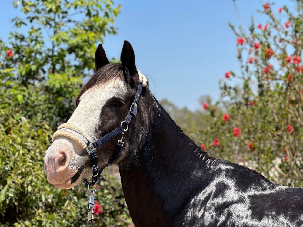 A Black and White Horse Wearing a Bridle is Standing in a Field of Flowers — Meraki Equestrian Centre in Mareeba, QLD