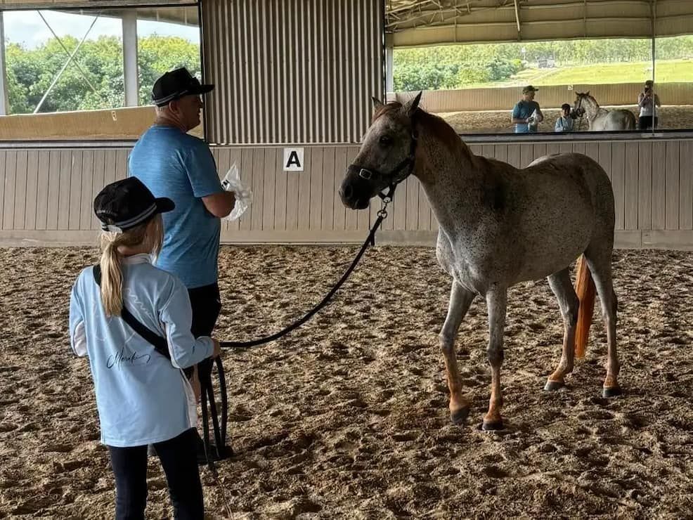 A Man and a Woman Are Standing Next to a Horse in a Stable — Meraki Equestrian Centre in Mareeba, QLD