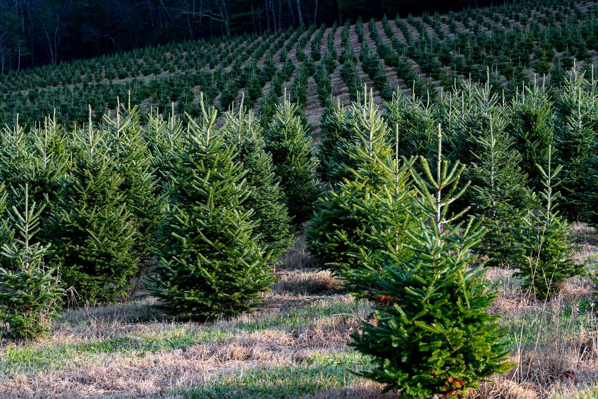 Old Homestead Tree Farm | Find Your Perfect Tree