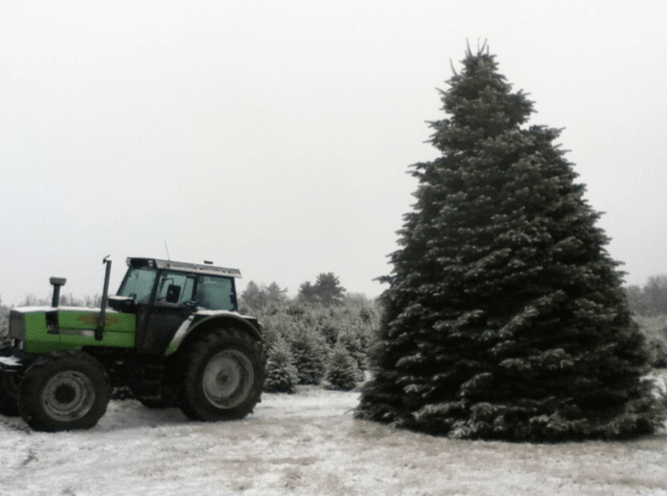 wholesale Christmas trees, Lehighton PA