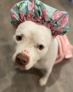 Stormi, a rescue dog, is Spa Ready