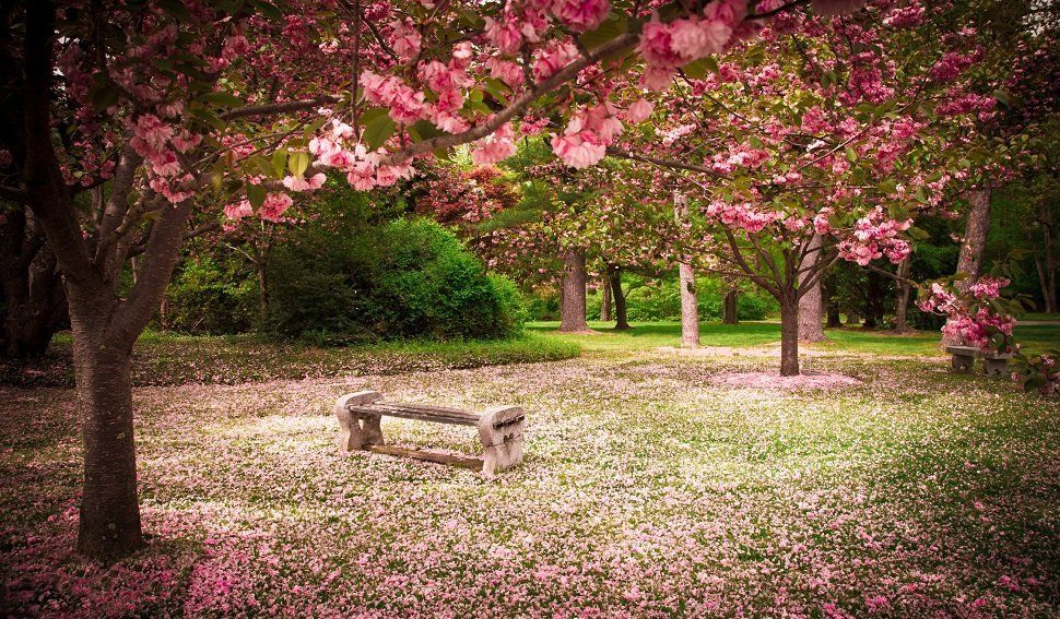 Tranquil garden bench surrounded by cherry blossom trees