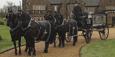 Black horses pulling a carriage