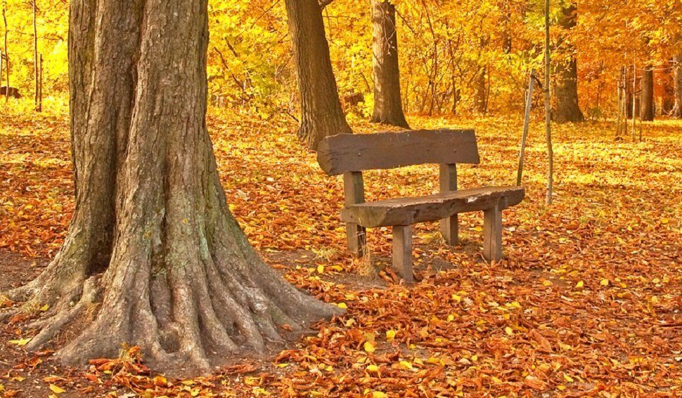 A bench in an autumn wood