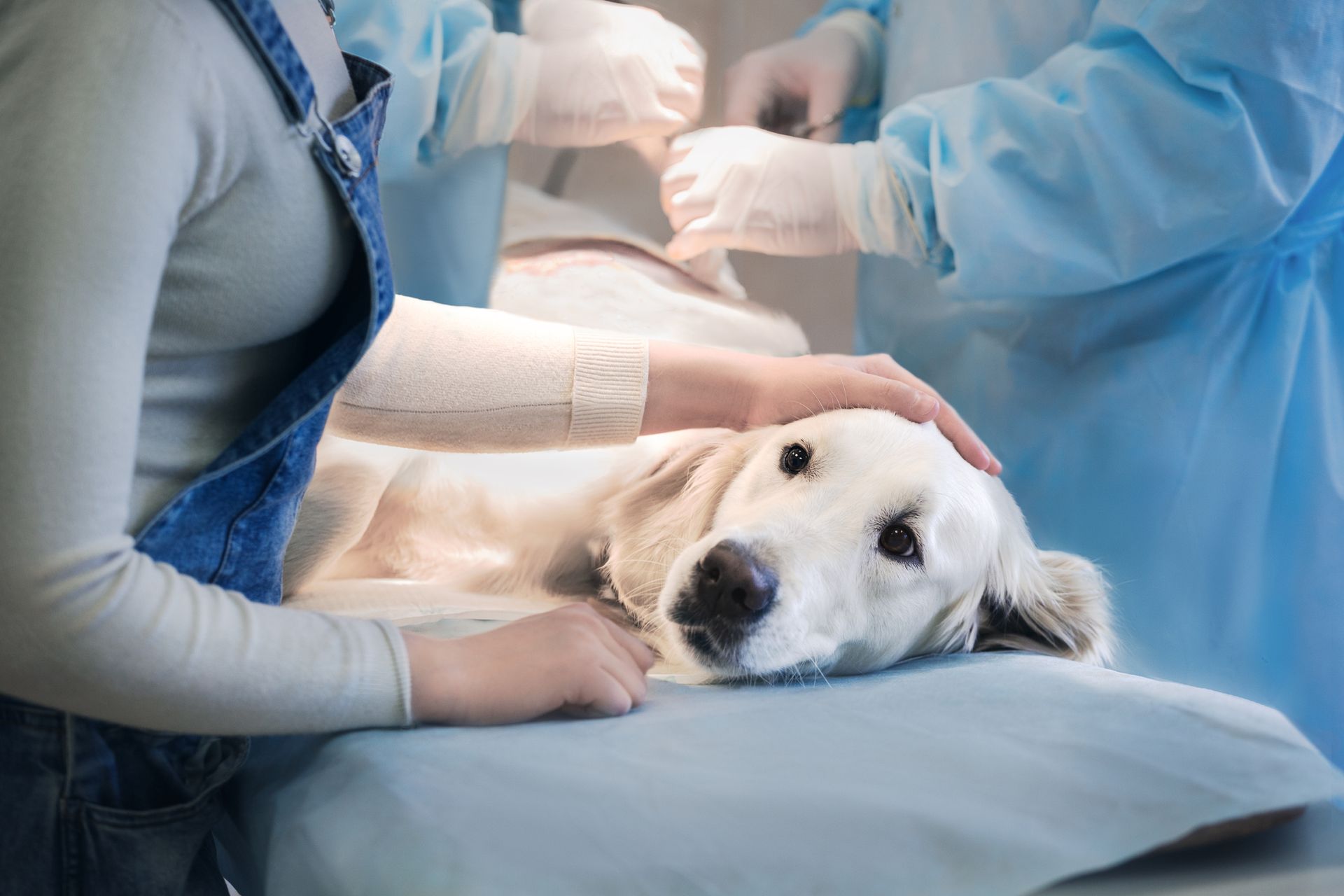 A dog is laying on a table while being operated on by a surgeon — Fort Myers, FL — Suburban Animal Hospital