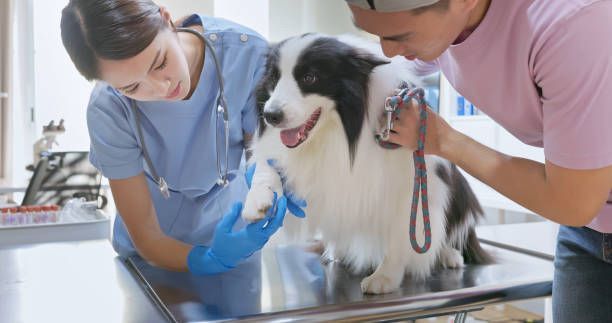 A man and a woman are examining a dog on a table — Fort Myers, FL — Suburban Animal Hospital