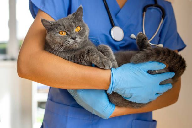 A veterinarian is holding a gray cat in her arms — Fort Myers, FL — Suburban Animal Hospital
