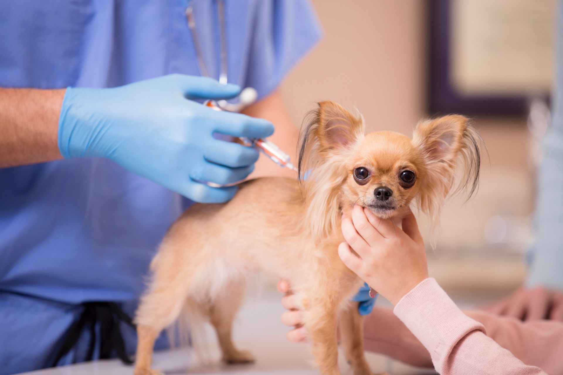 A small dog is getting an injection from a veterinarian — Fort Myers, FL — Suburban Animal Hospital