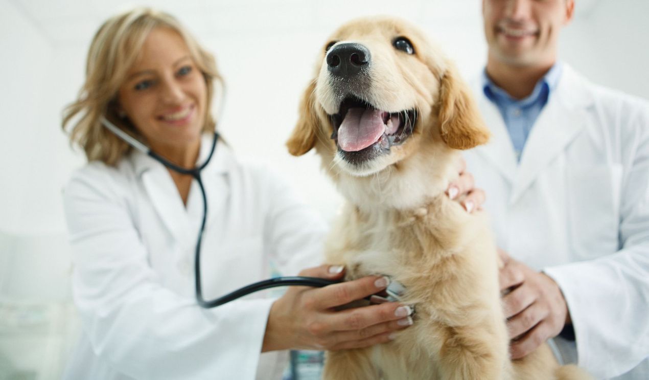 A dog is being examined by two veterinarians with a stethoscope — Fort Myers, FL — Suburban Animal Hospital