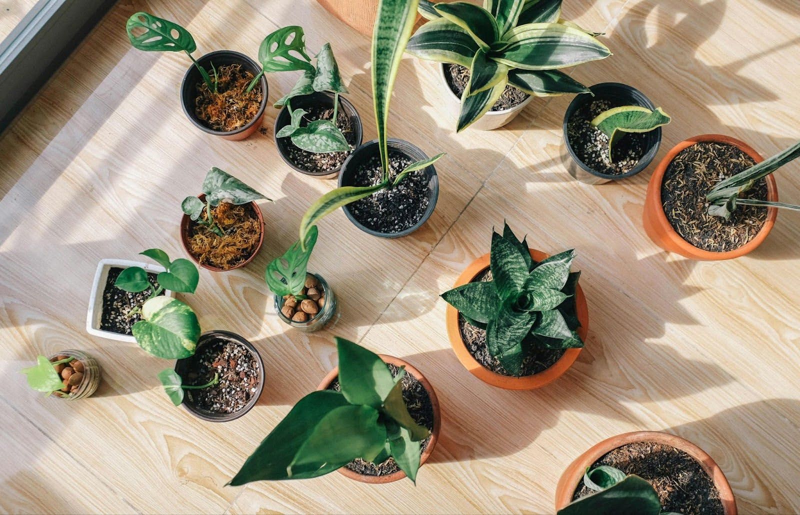 Houseplants on the floor of an apartment.