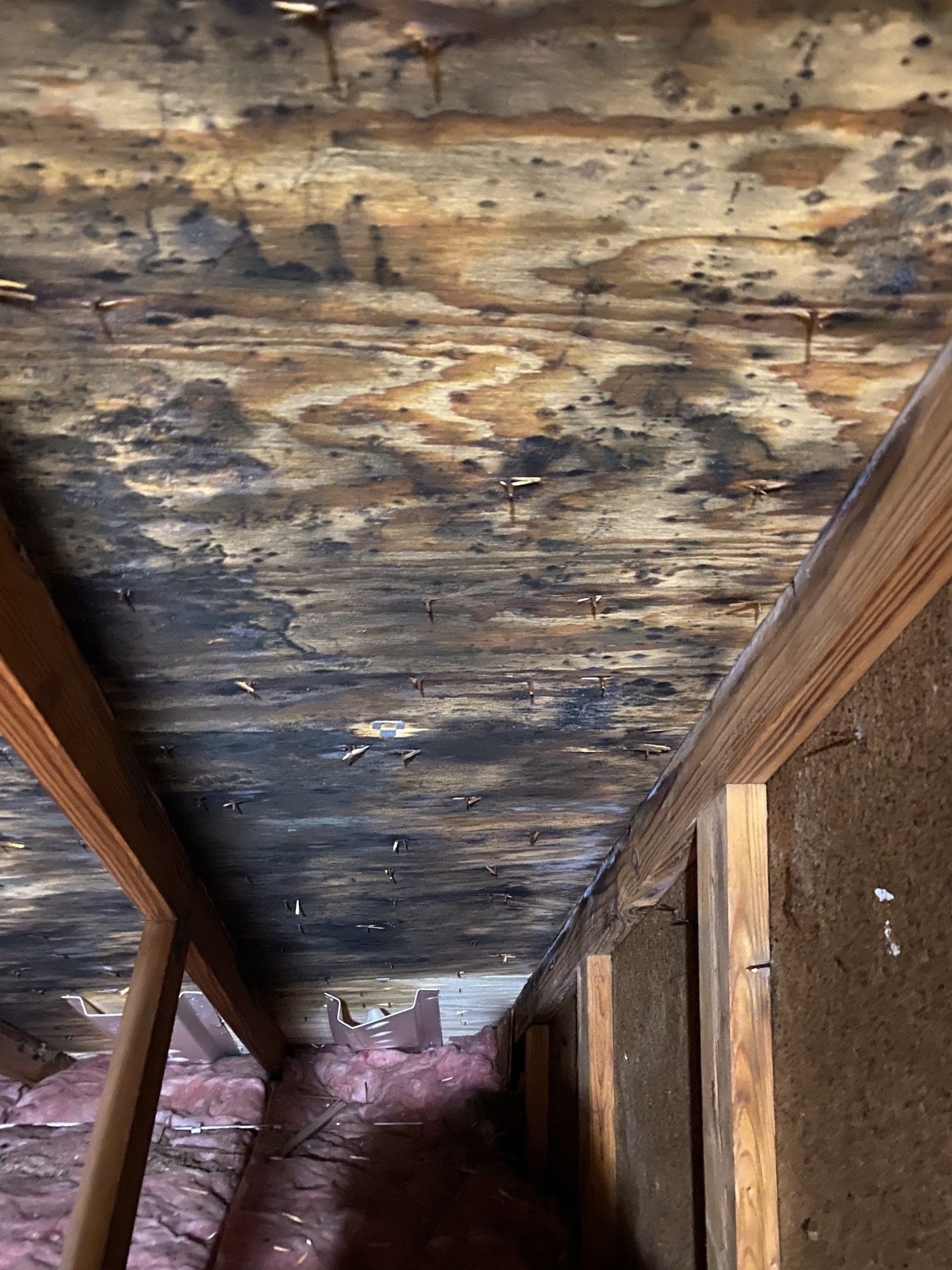 Mold on roof