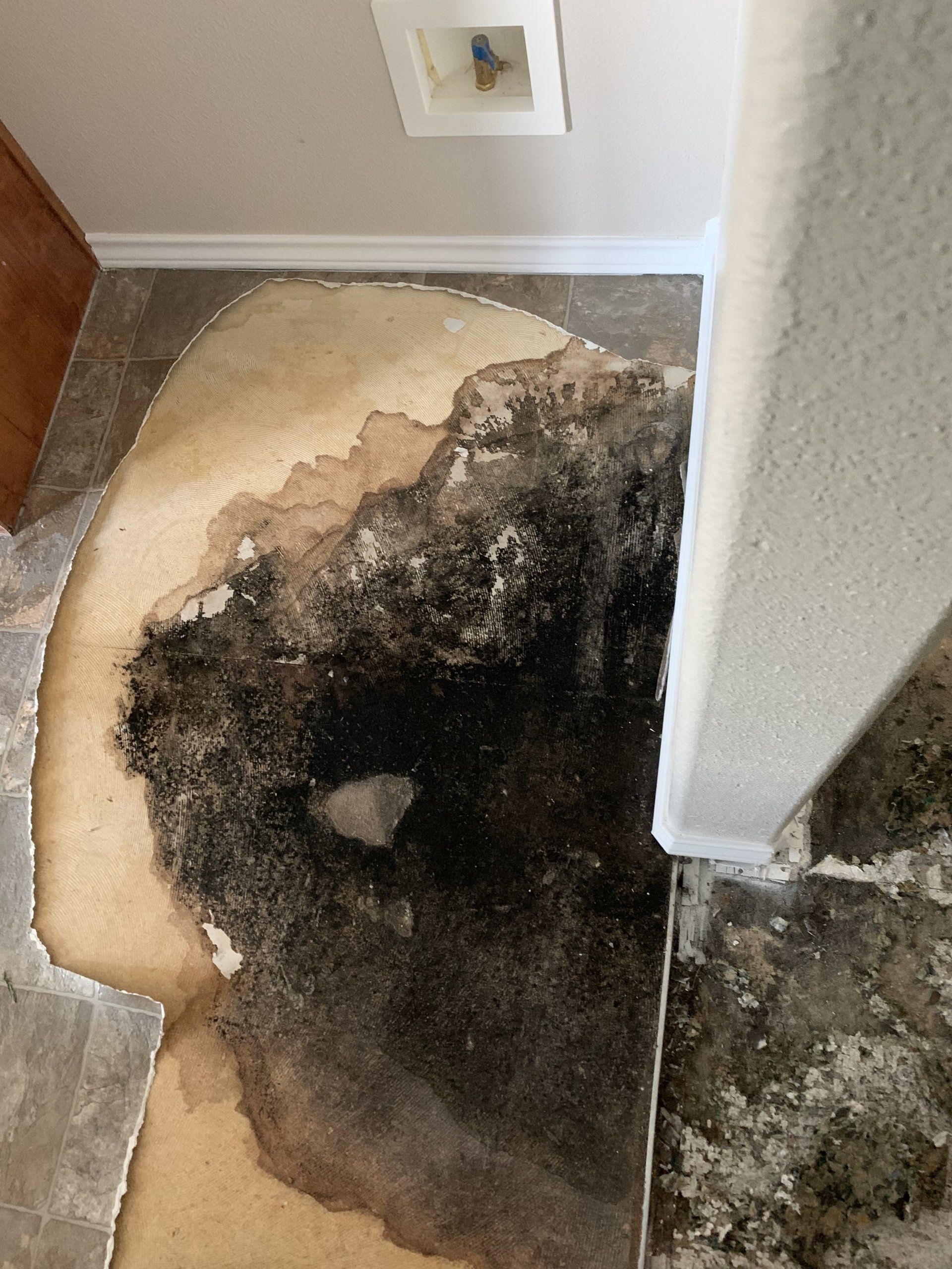 Flooring damaged by mold