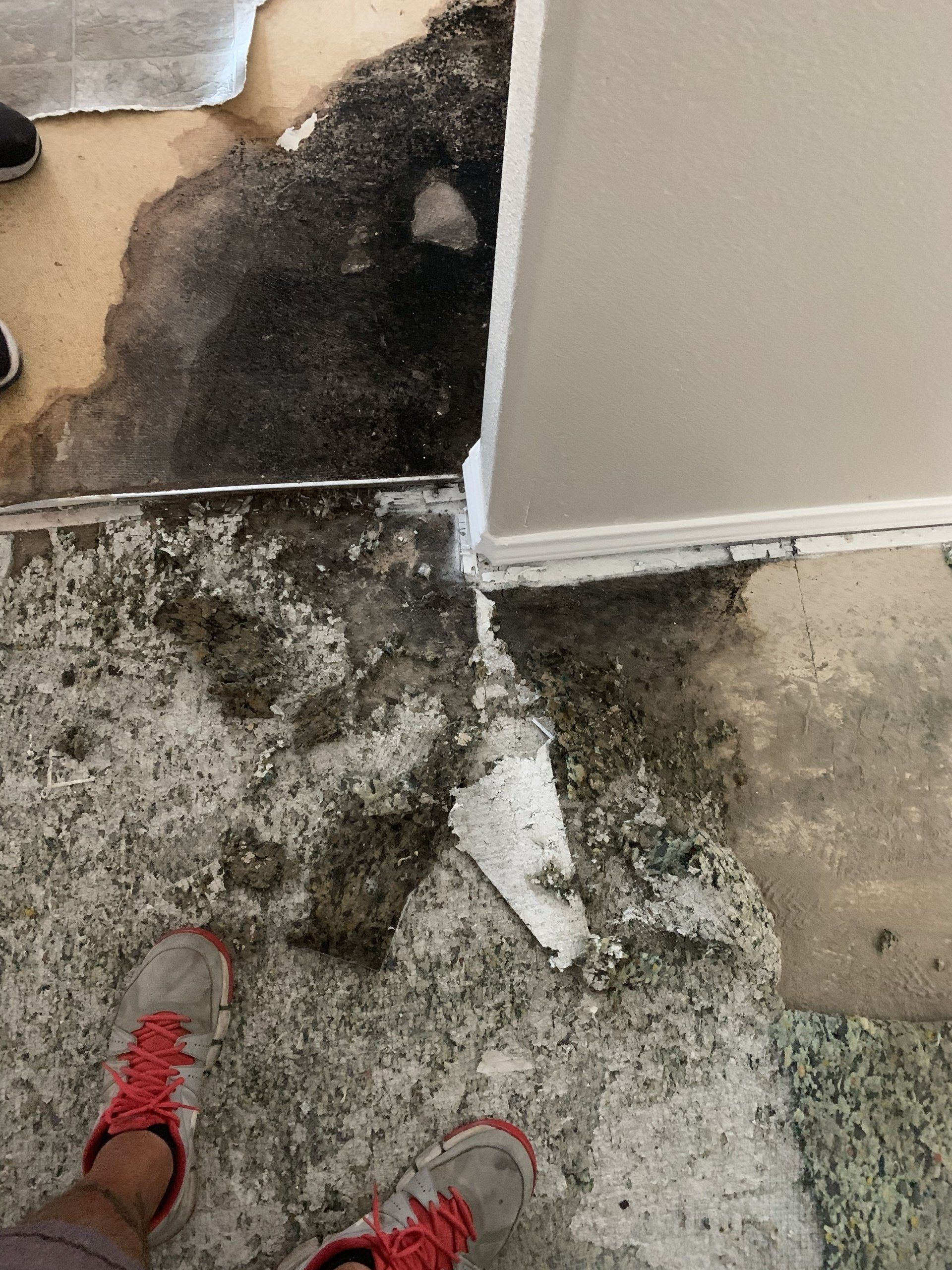 Flooring damaged by mold