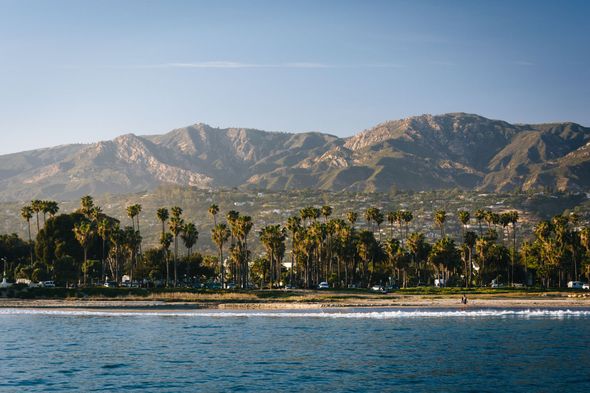 photo of palm trees