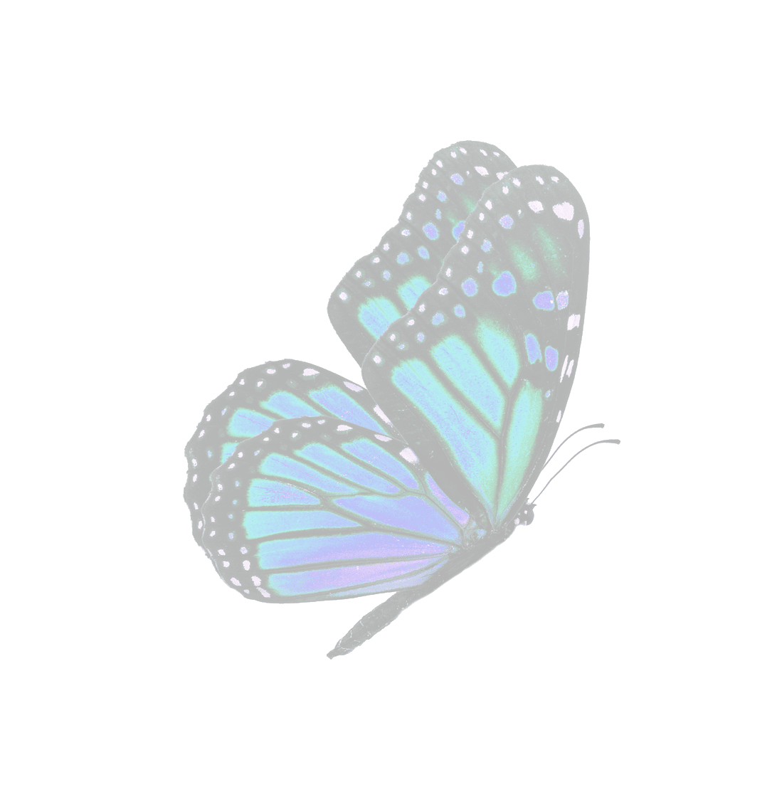 blueish butterfly