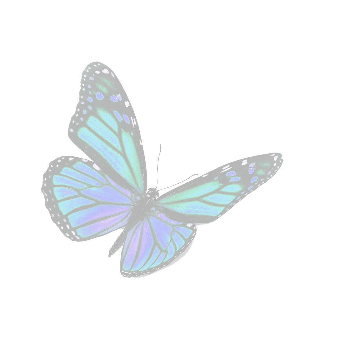 butterfly blueish