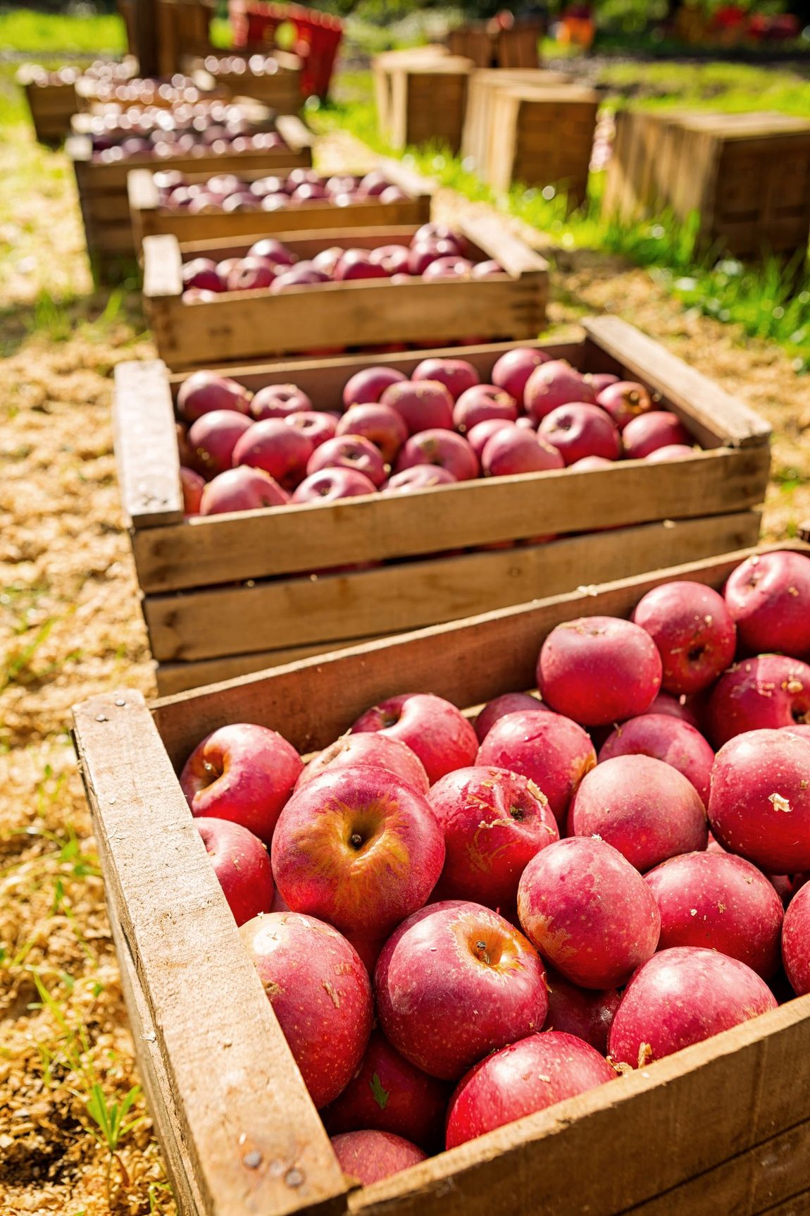 coltivazione di mele annurche campane igp