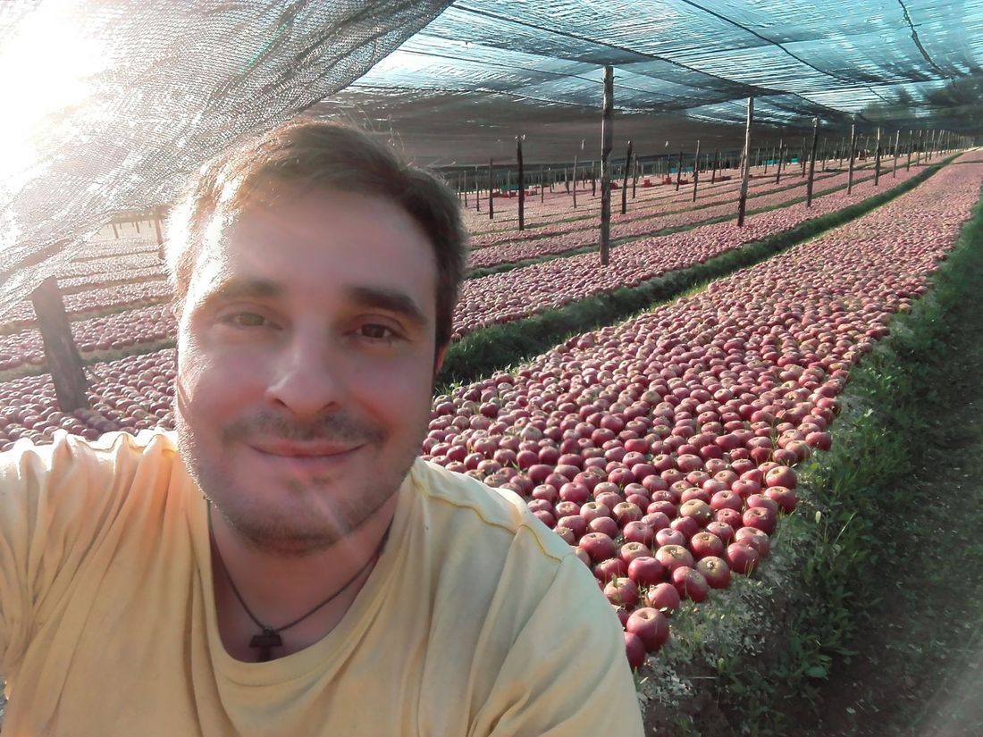 coltivazione di mele annurche