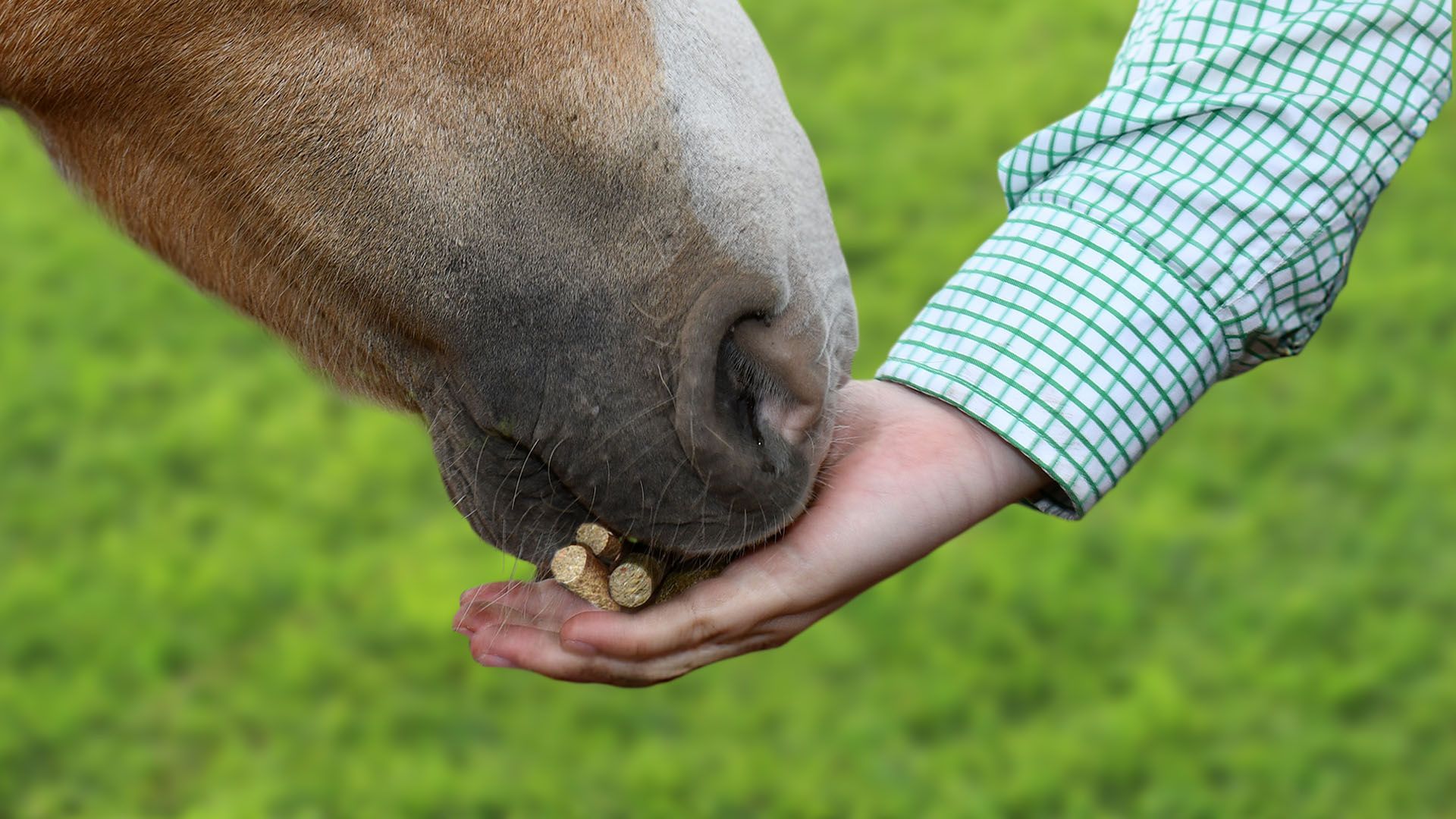 Smart Treat - Feed Product from Harwood Grains