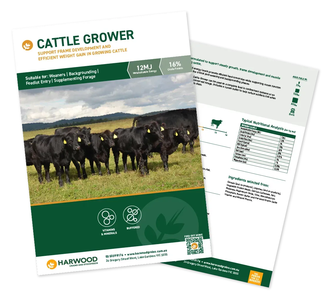 Cattle Grower Cow Feed Flyer