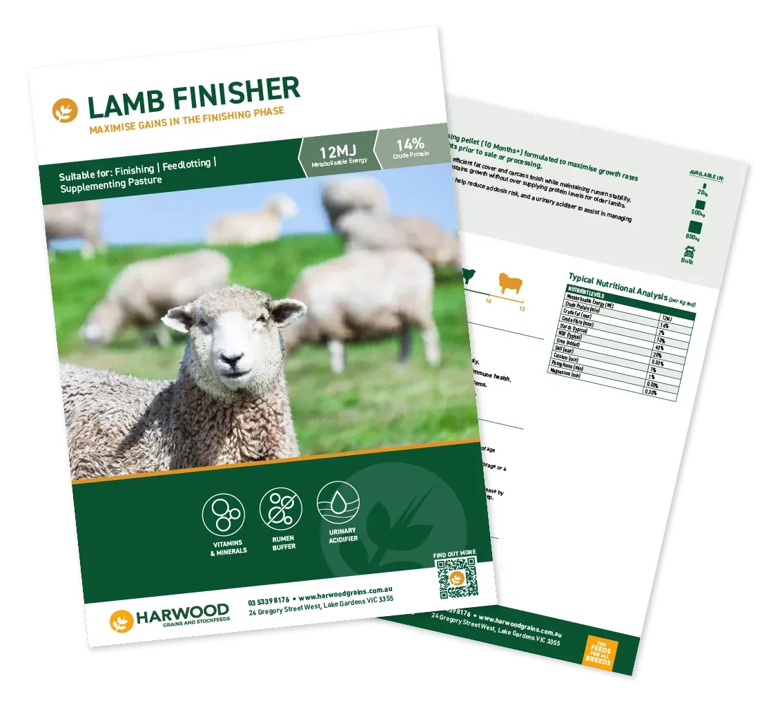 Lamb Finisher Sheep Feed Flyer