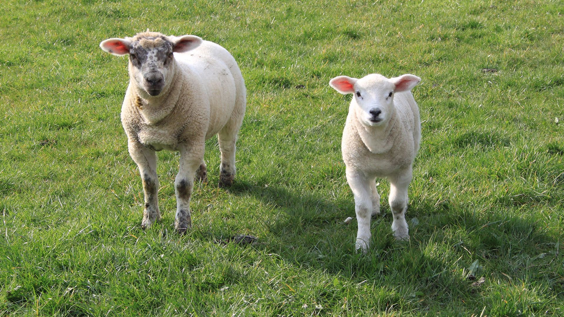 Lamb Grower - Sheep Feed Product from Harwood Grains