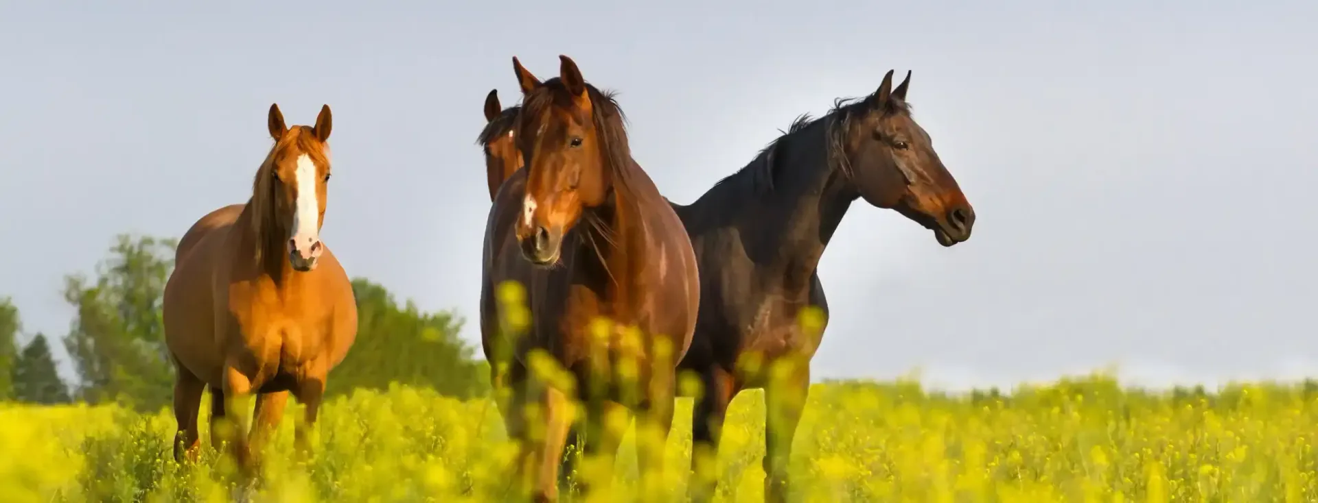 Benefits of Smart Chaff horse feed from Harwood Grains