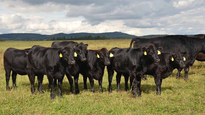 Quality Cattle Feed Products from Harwood Grains