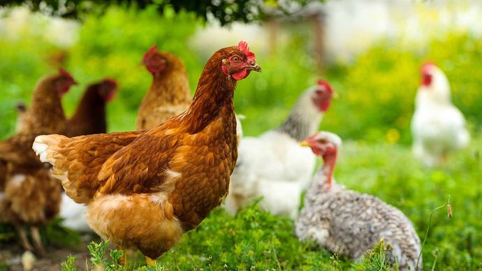 Quality Chicken and Poultry Feed Products from Harwood Grains