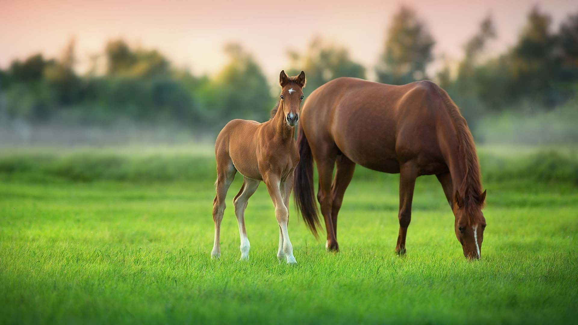 Quality Horse Feed Product - Equine Plus - Harwood Grains