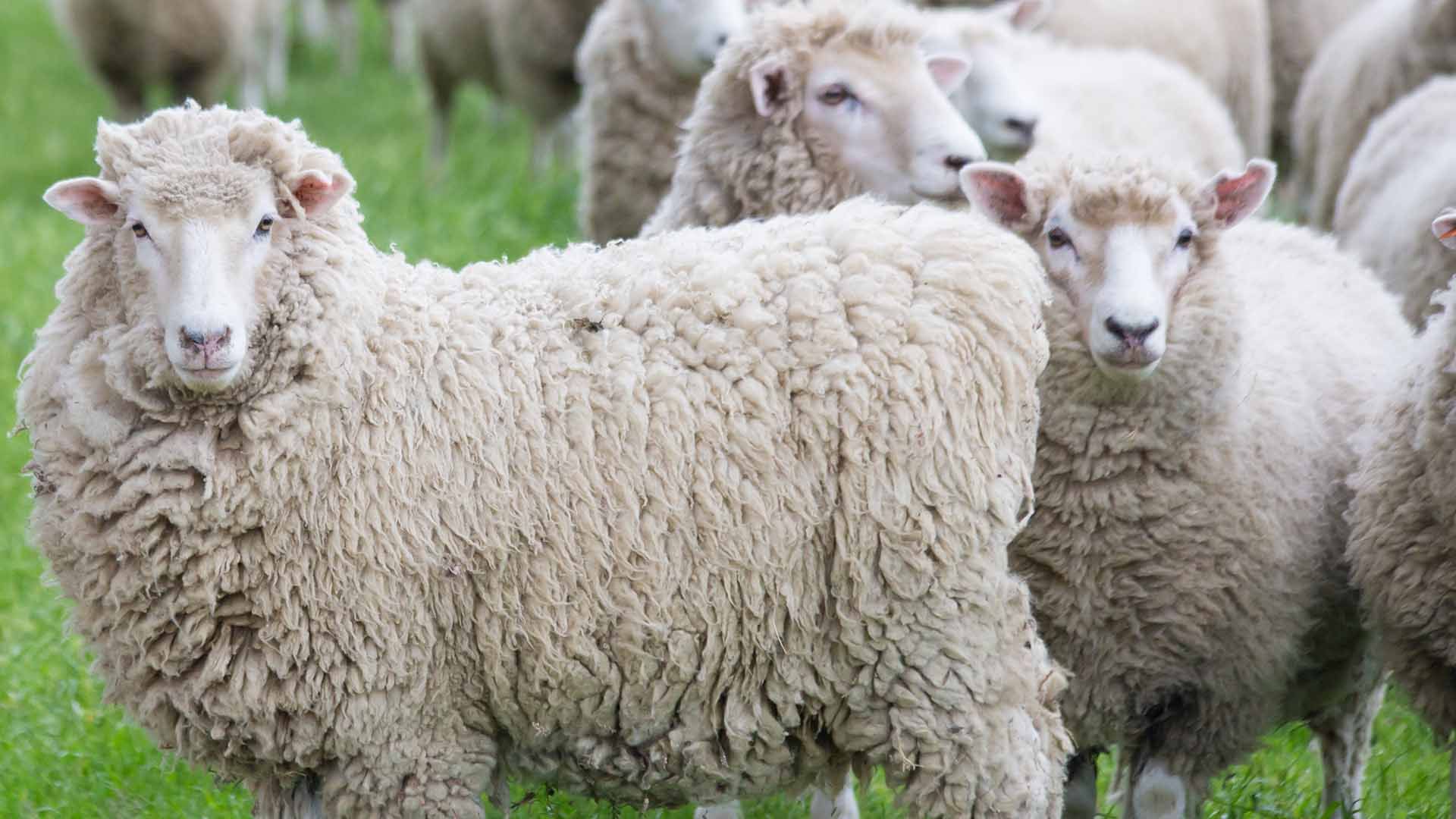 Ewe Supplement - Sheep Feed Product from Harwood Grains
