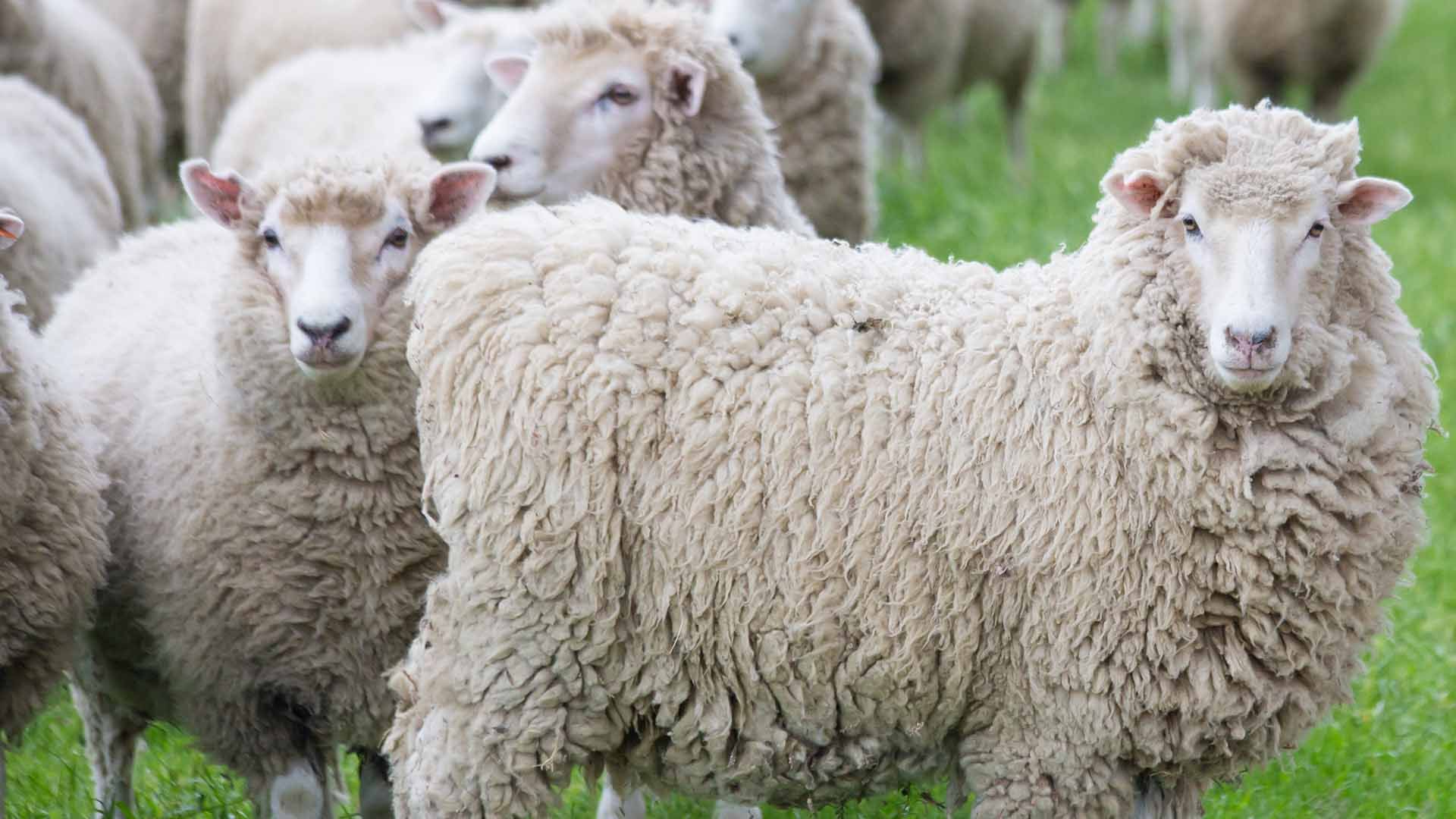 Sheep and Cattle Maintenance - Feed Product from Harwood Grains