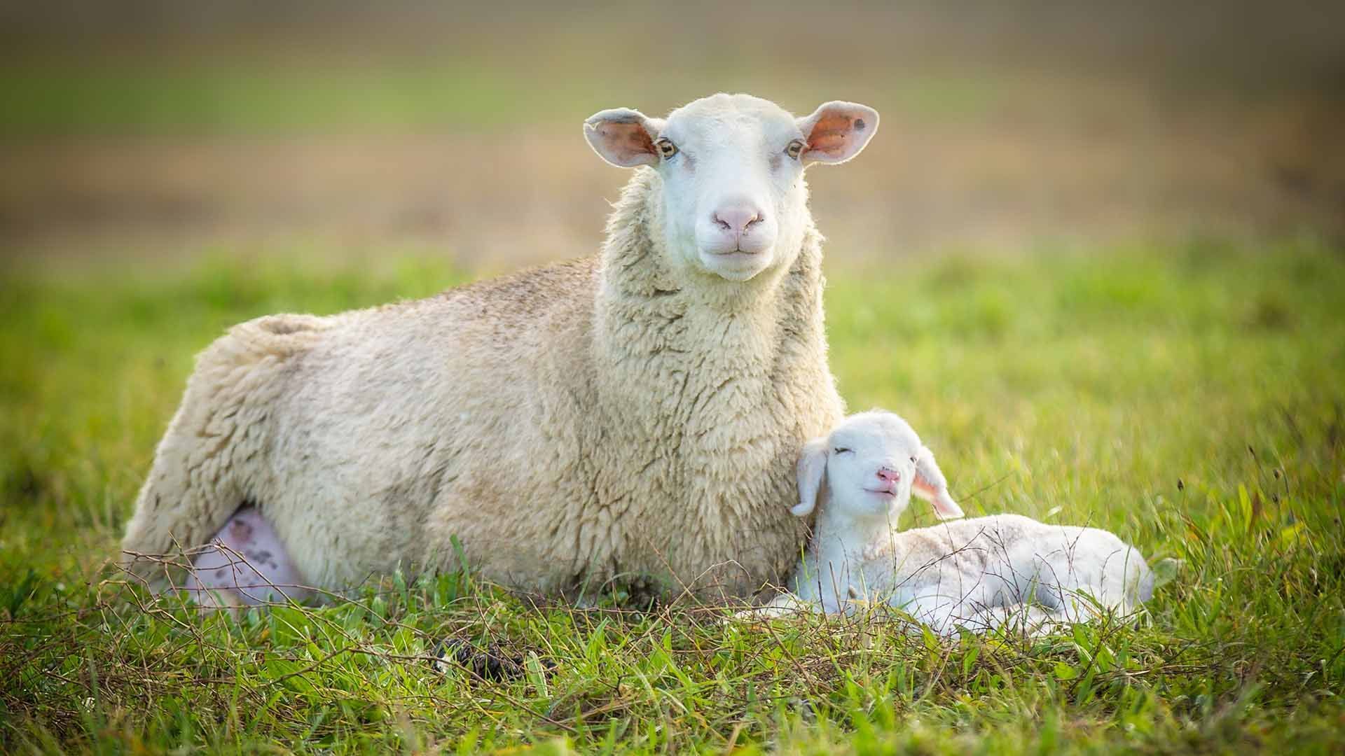 Quality Sheep Feed Product - Ewe Supplement - Harwood Grains