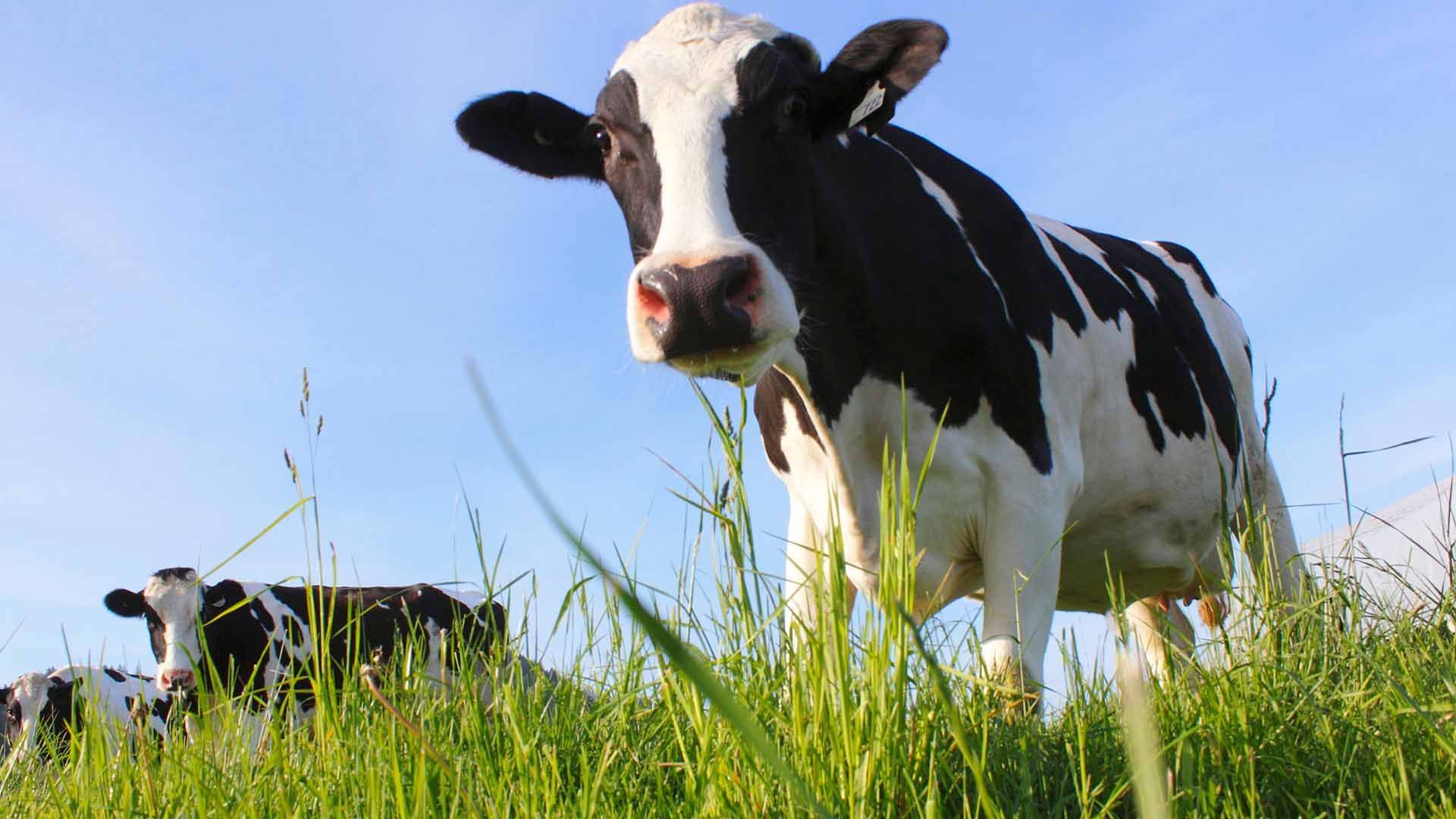 Heifer Developer - Cattle Feed Product from Harwood Grains
