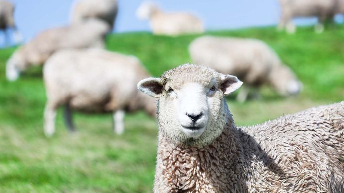 Quality Sheep Feed Products from Harwood Grains