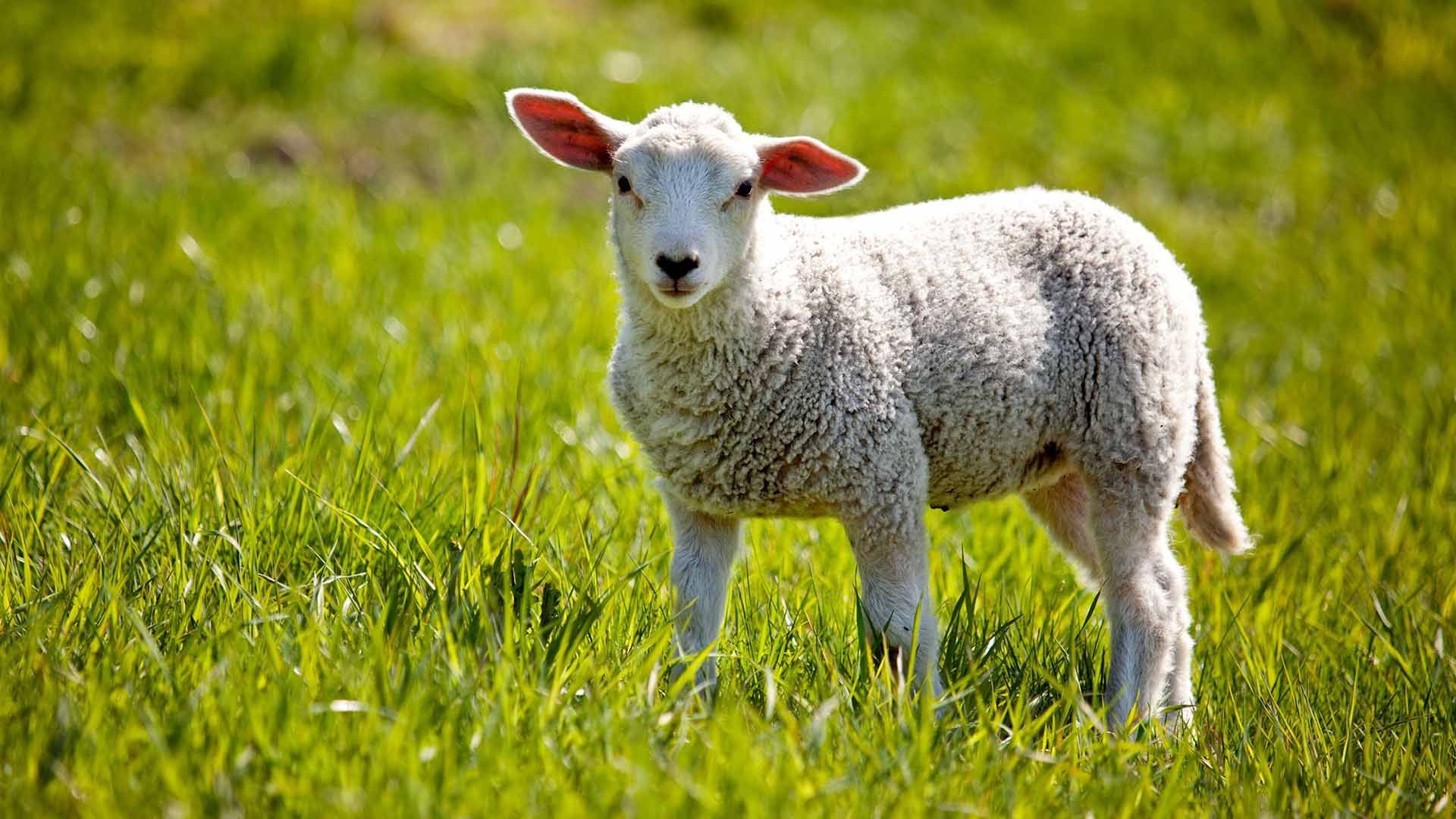 Quality Sheep Feed Product - Lamb Grower - Harwood Grains