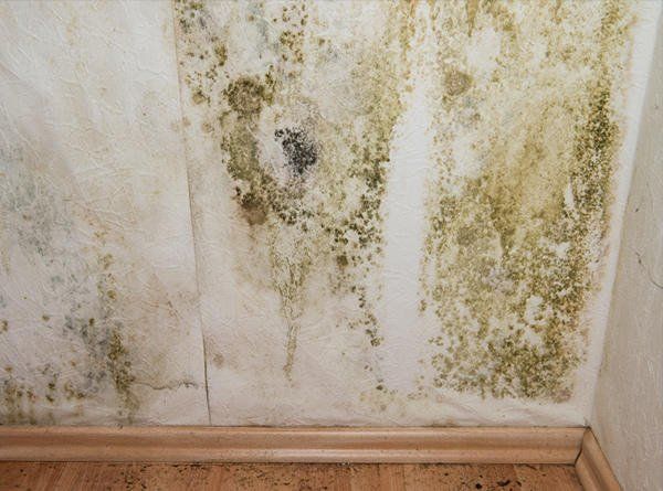 Mold growth on a wall, showing green and black discoloration.
