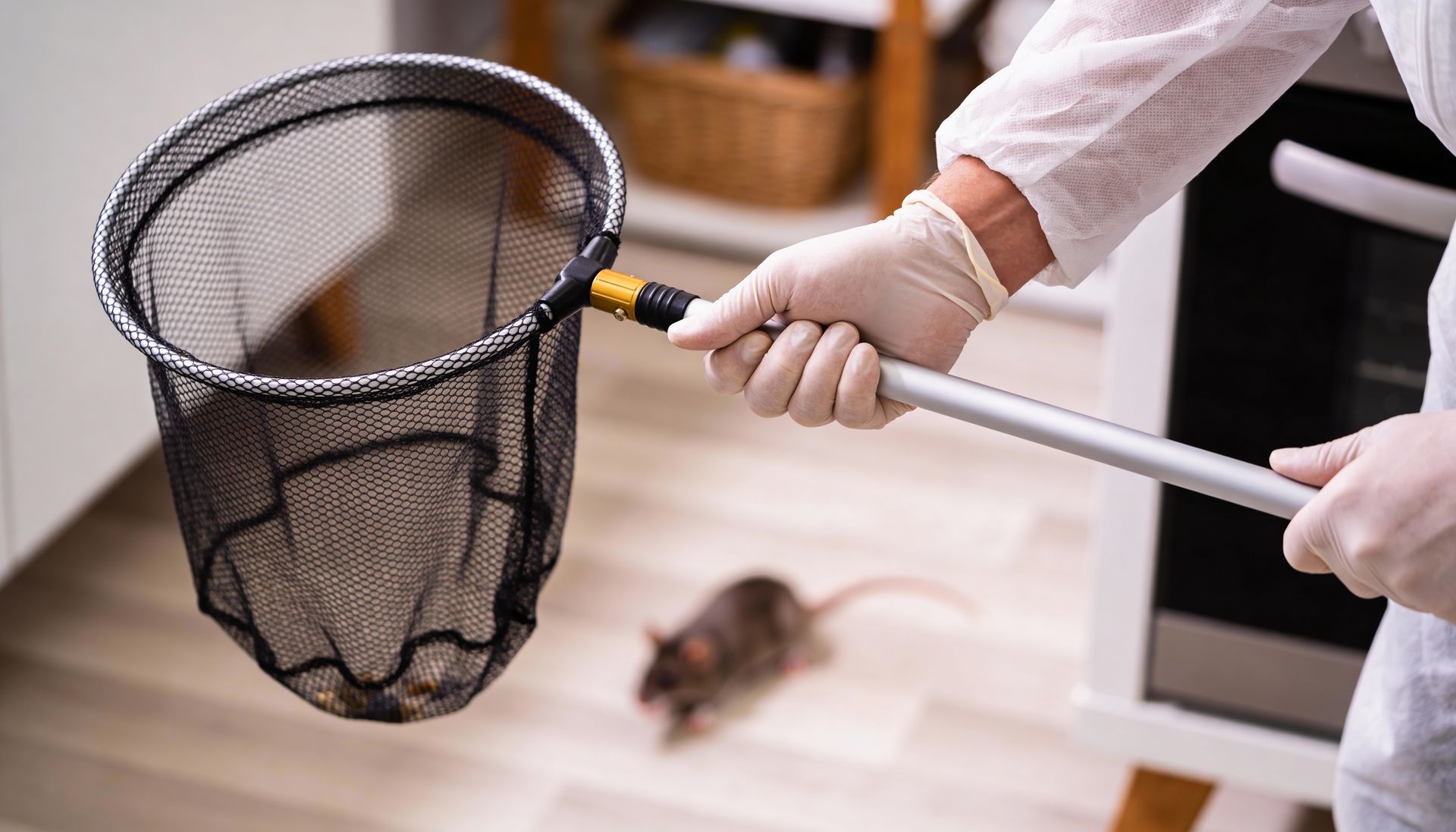A person wearing white protective gear and gloves holds a fishing net near a rat on the floor in a kitchen. A person wearing white protective gear and gloves holds a fishing net near a rat on the floor in a kitchen.