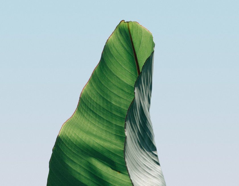 clarity depicted in a leaf