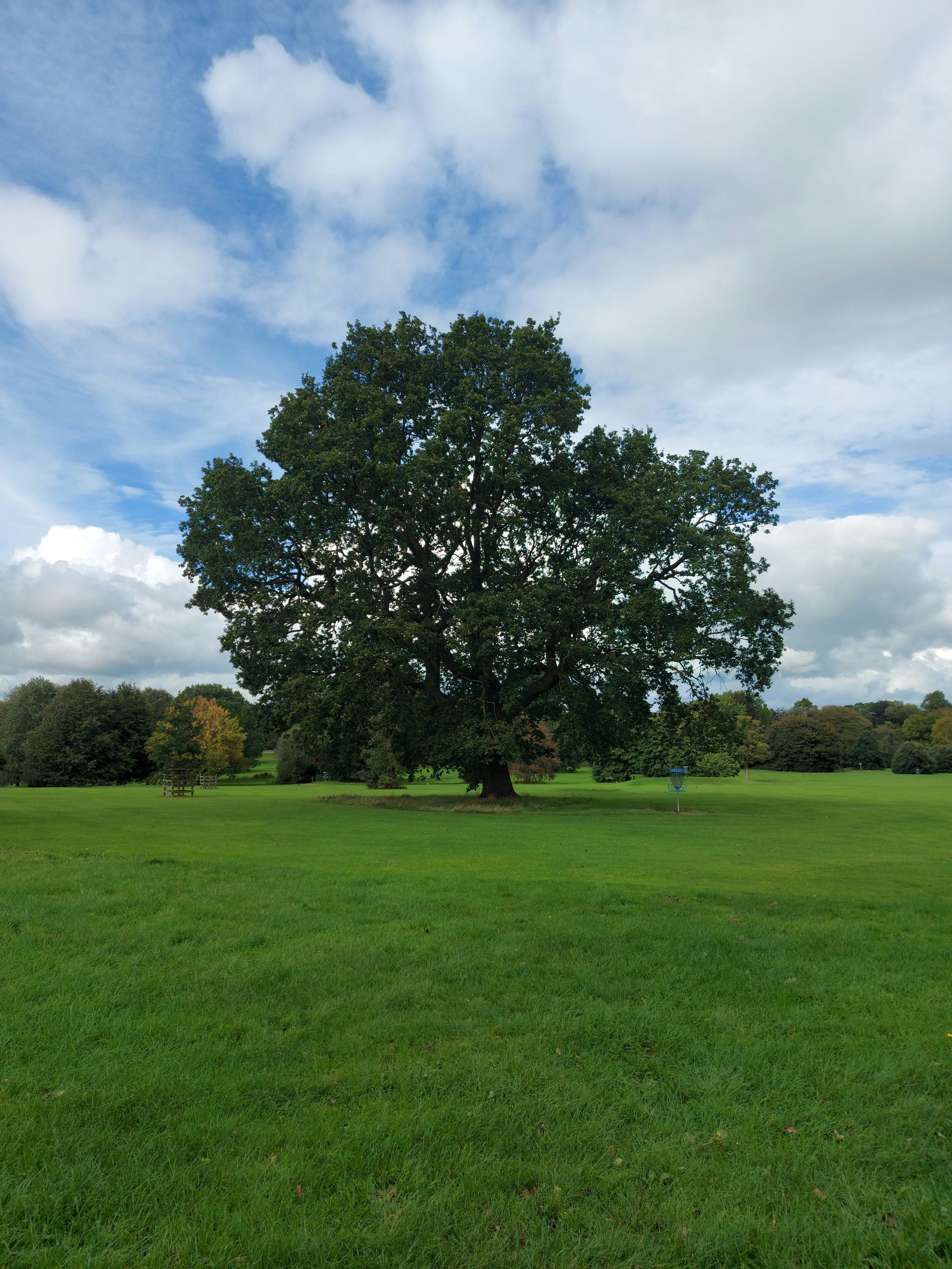 Oak tree in a field